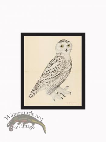 Rudbeck CFA_BF 30 Snowy Owl